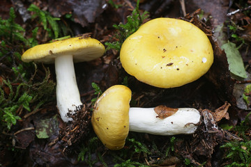 Russula claroflava, known as the yellow swamp russula or yellow swamp brittlegill, wild edible mushroom from Finland