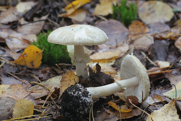 Amanita citrina, known as false death cap or citron amanita, wild mushroom from Finland