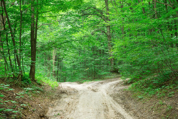 green Forest trees. nature green wood sunlight backgrounds
