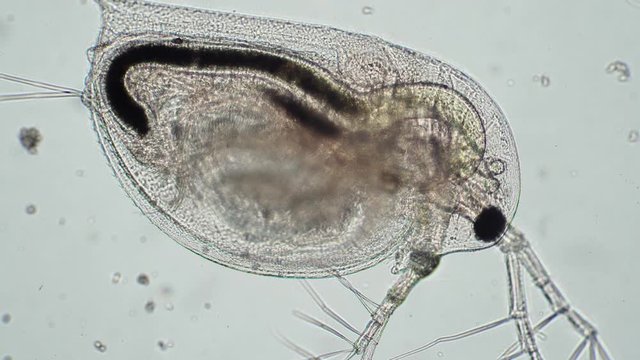 Defecation of daphnia pond close-up in microscope. Transparent microorganism, you can see all organs and heart beats. Theme of laboratory biological research under microscope. Microcosm close-up.