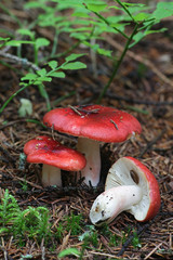 Russula rhodopus, a red brittlegill mushroom from Finland