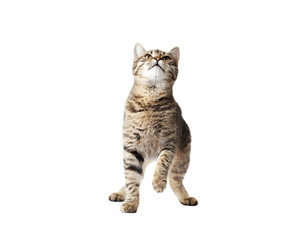 Obraz premium Young cat isolated on white background