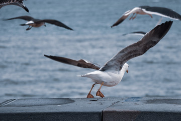 Seagulls flying away