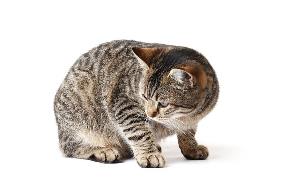 Young cat isolated on white background