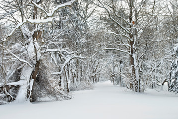 Snow Photos