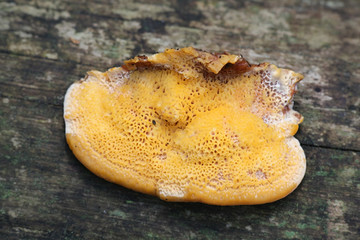 Pycnoporellus fulgens, an orange bracket fungus from Finland