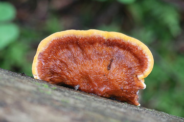 Pycnoporellus fulgens, an orange bracket fungus from Finland