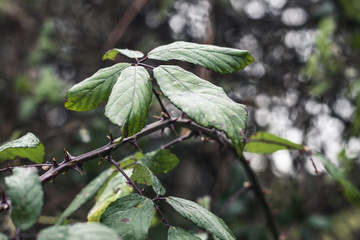 Brambles