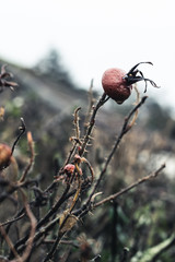 Brambles