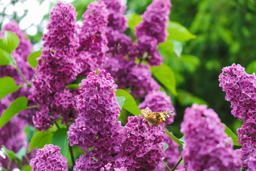 Abundant lilac flowering in Ukraine. Electric purple and green. Butterfly on flower.