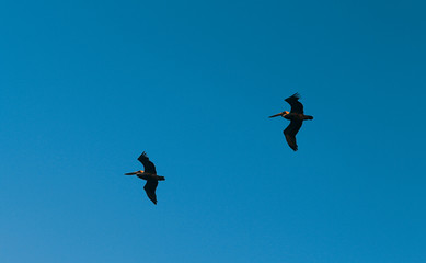 flock of seagulls