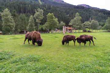 European bison in Grossglockner Austria © Vicente
