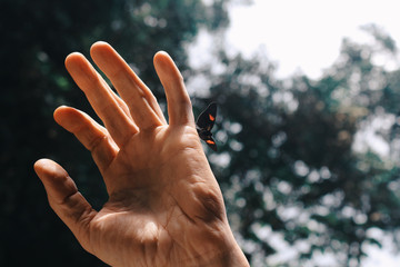 butterfly on a hand