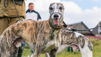 Dog sport. Whippet who won the competition for coursing, running for a mechanical hare. Animal sport concept. © kalyanby