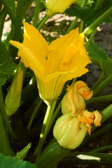 Organic flowering zucchini growing in vegetable garden in summer, big golden flowers and little buds in sunlight, green leaves in background