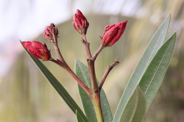 Buds Nerium oleander closeup with blurry background.It is poisonus plant,grown in worm region of...