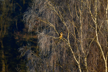 bussard on a birch on a cold morning 