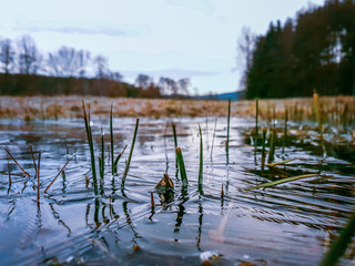small grove of blades of grass in a frozen puddle