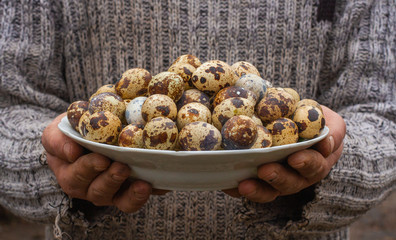 quail eggs on an eco-friendly quail farm.
