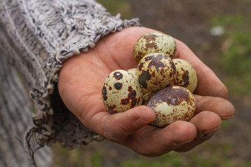 quail eggs on an eco-friendly quail farm.