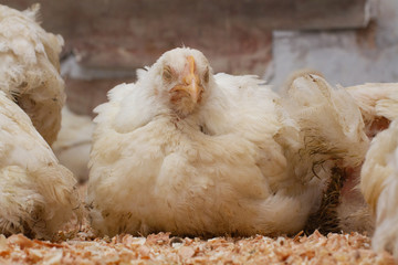 Poultry farm with chicken. Husbandry, housing business for the purpose of farming meat, White chicken Farming feed in indoor housing. Live chicken for meat and egg production inside a storage.