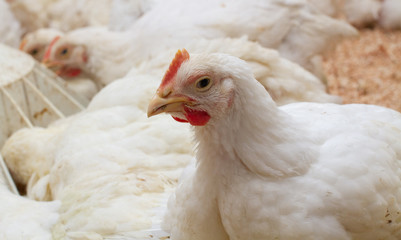 Poultry farm with chicken. Husbandry, housing business for the purpose of farming meat, White chicken Farming feed in indoor housing. Live chicken for meat and egg production inside a storage.
