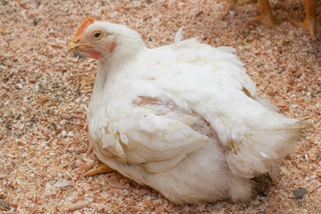 Poultry farm with chicken. Husbandry, housing business for the purpose of farming meat, White chicken Farming feed in indoor housing. Live chicken for meat and egg production inside a storage.