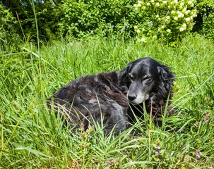 dog lying on grass