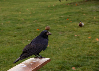 A rook (Corvus frugilegus) bird sitting on a piece of wood