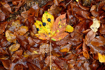 autumn-light maple leaf on the forest floor in the middle of beech leaves