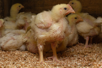 Indoor chicken farm, chicken feeding, and molting of young chicken.