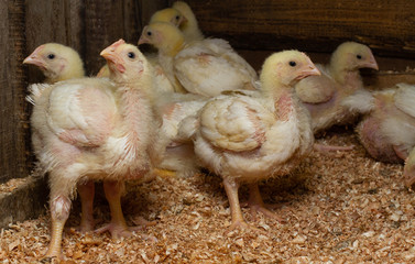 Indoor chicken farm, chicken feeding, and molting of young chicken.