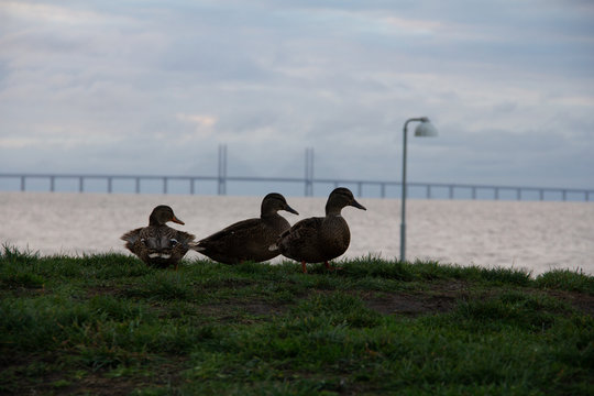 Mallard ducks on a small plain of grass with the Oresund bridge in the background on a cold winter day in Malmö, Sweden