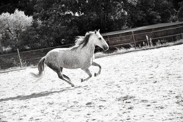 Cheval au galop