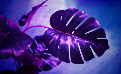 Tropical monstera leaf in purple neon color