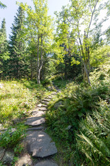 Fototapeta na wymiar Path in forest in Beskid Mountains in Poland