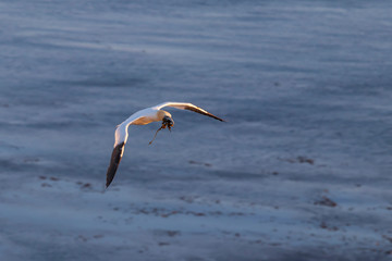 Wild bird in the wild Morus bassanus - Northern Gannet on the island of Helgoland on the North Sea in Germany. The background is a nice bokeh.