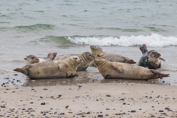 Fototapeta premium Phoca vitulina - Harbor Seal - on the beach and in the sea on the island of Dune in Germany. Wild foto.