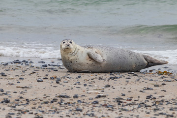 Phoca vitulina - Harbor Seal - on the beach and in the sea on the island of Dune in Germany. Wild foto.