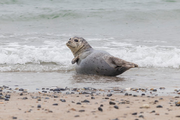 Phoca vitulina - Harbor Seal - on the beach and in the sea on the island of Dune in Germany. Wild foto.