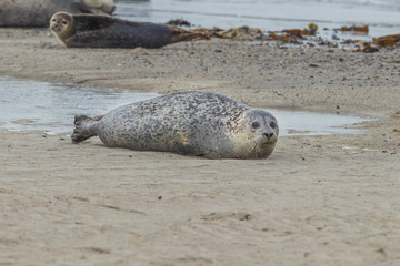 Phoca vitulina - Harbor Seal - on the beach and in the sea on the island of Dune in Germany. Wild foto.