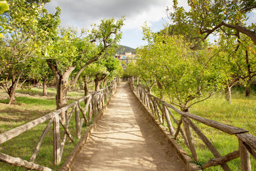 Fototapeta na wymiar sorrento lemon and orange orchard