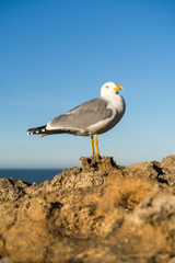 Amazing seagull posing on a rock, head turning on the right. Biarritz, Basque Country of France.