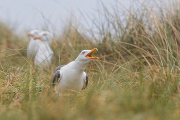 Larus marinus - Large nests of white seagulls on the North Sea coast. Wild photo on the island of Dune in Germany. Photo has nice background and bokeh.