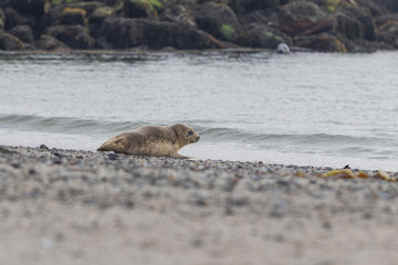 Fototapeta premium Phoca vitulina - Harbor Seal - on the beach and in the sea on the island of Dune in Germany. Wild foto.