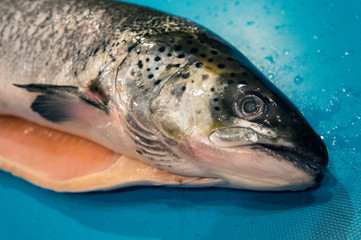 Salmon fish head on the table yes close-up.