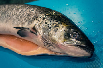Salmon fish head on the table yes close-up.
