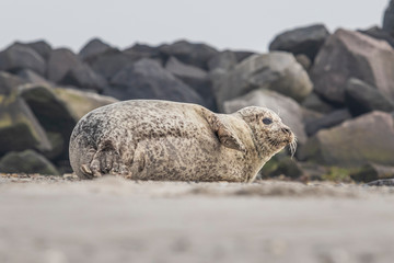 Phoca vitulina - Harbor Seal - on the beach and in the sea on the island of Dune in Germany. Wild foto.