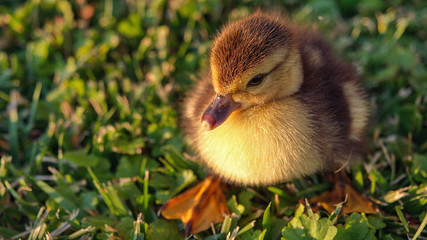 Duckling. Little duckling in the hand. Little duckling on the grass. Close-up. Macro
