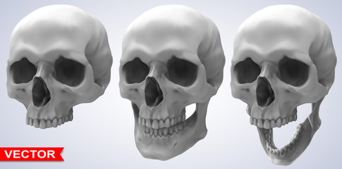 Detailed graphic photorealistic black and white human skulls. On gray background. Vector icon set.